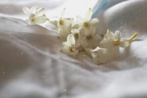 Tuberose Flowers