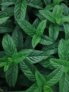 Mint