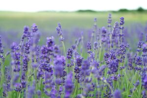 Field of Lavender