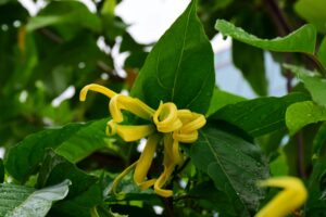 Ylang-Ylang