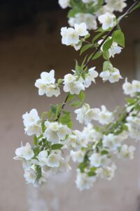 Jasmine Flower