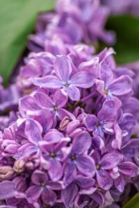 Violets