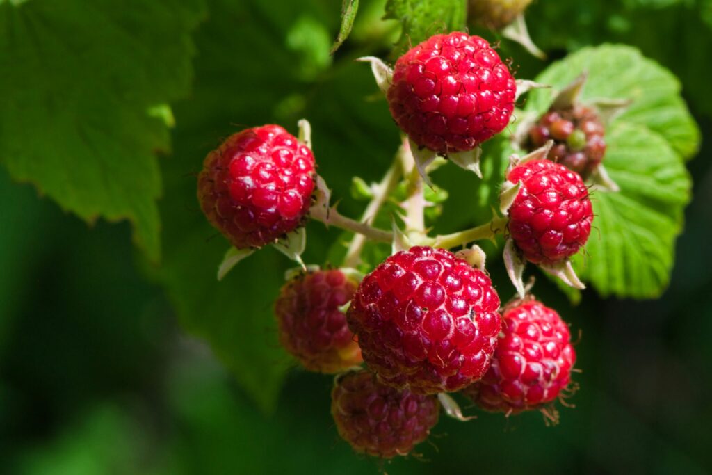 Raspberries on vine